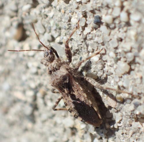 Réf. 202 600 : Coranus griseus